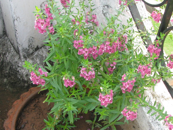 Pink Angelonia angustifolia