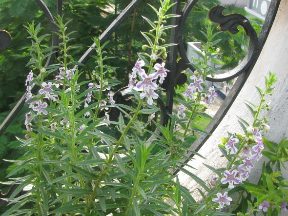 Purple and White Angelonia angustifolia