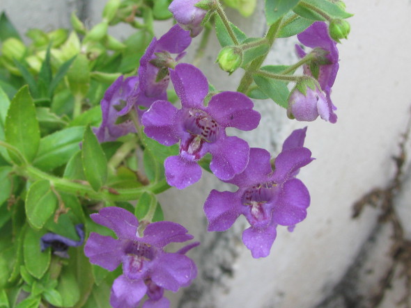 Purple Angelonia angustifolia