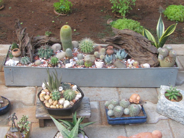 Cactus Arrangements - Sorrel s