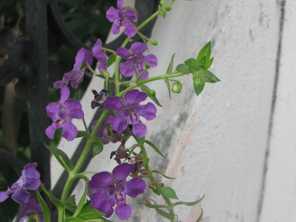 Purple Angelonia angustifolia