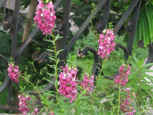 Angelonia - Pink Flowers