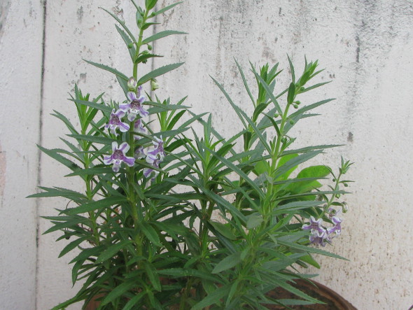 Angelonia Plant