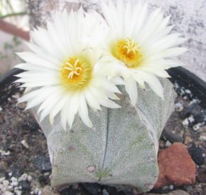 Astrophytum myriostigma