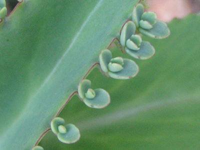 Kalanchoe diagremontiana