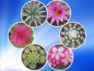 Cactus and Succulents Sale Online