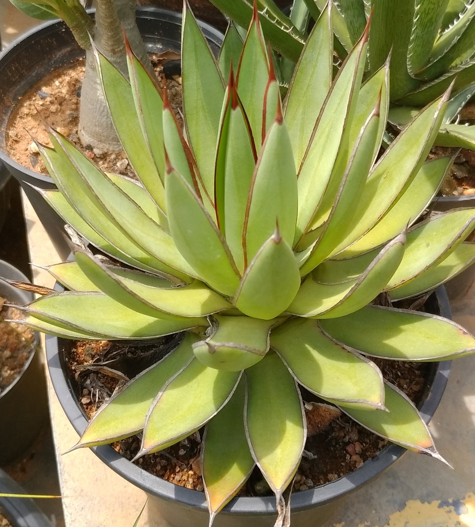 Agave Burnt Burgundy